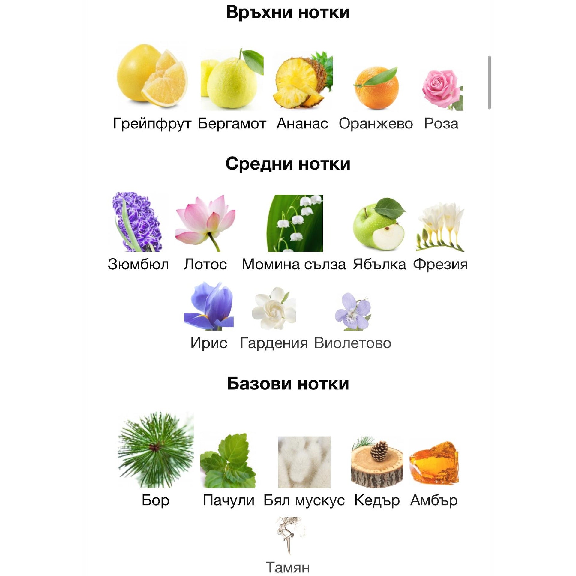 Maison Alhambra Zeno EDP 100мл. – Maison Alhambra, дамски аромат, Aroma Viva