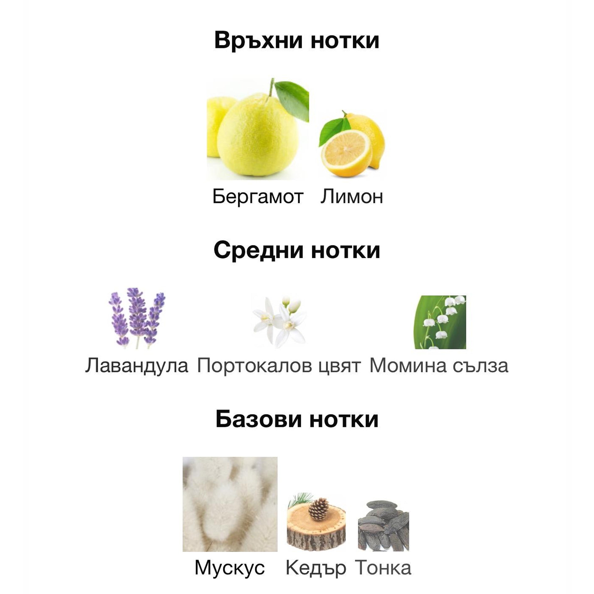 Orto Parisi Bergamask ExDP 50мл. – Orto Parisi, Нишови парфюми, Aroma Viva