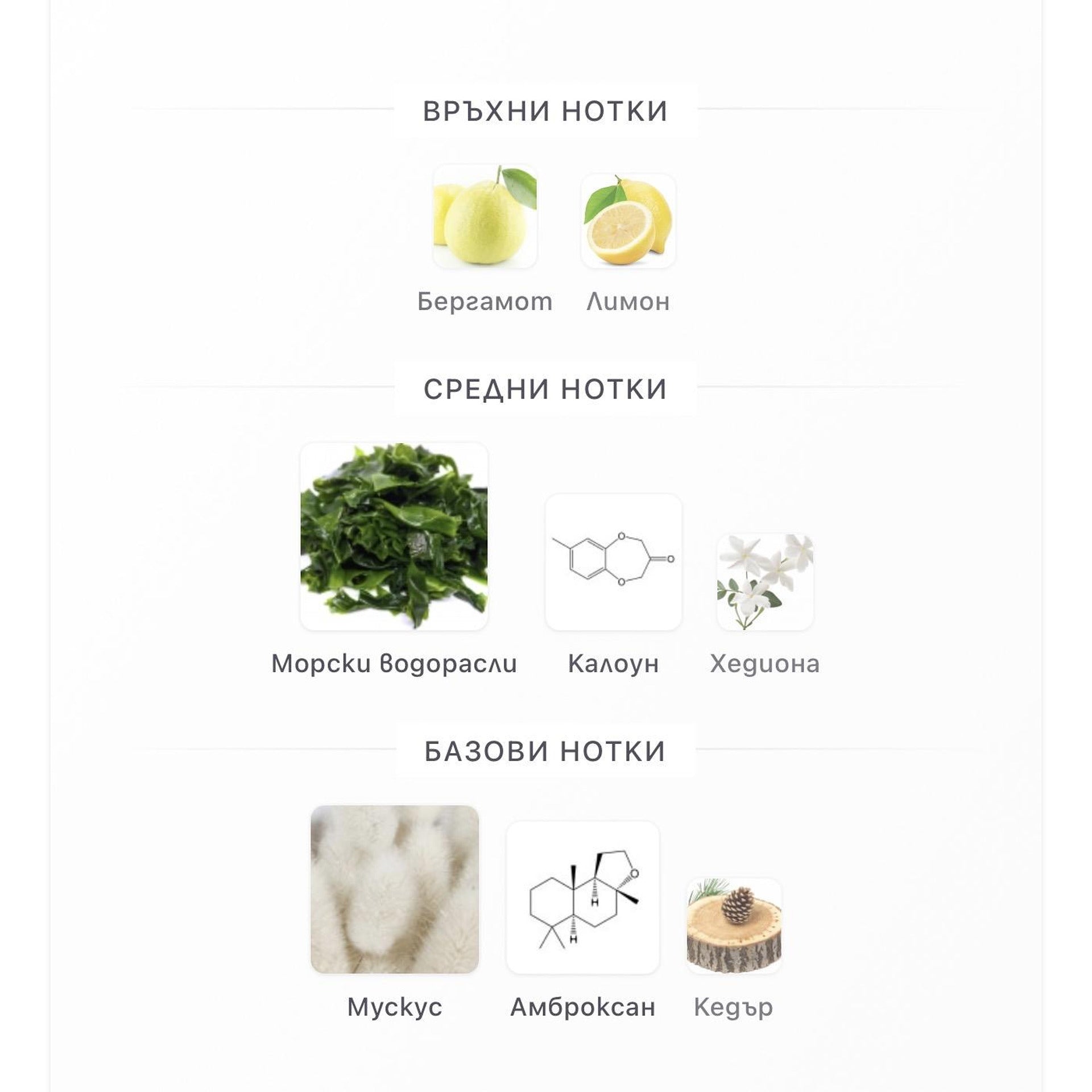Orto Parisi Megamare ExDP 50мл. – Orto Parisi, Нишови парфюми, Aroma Viva
