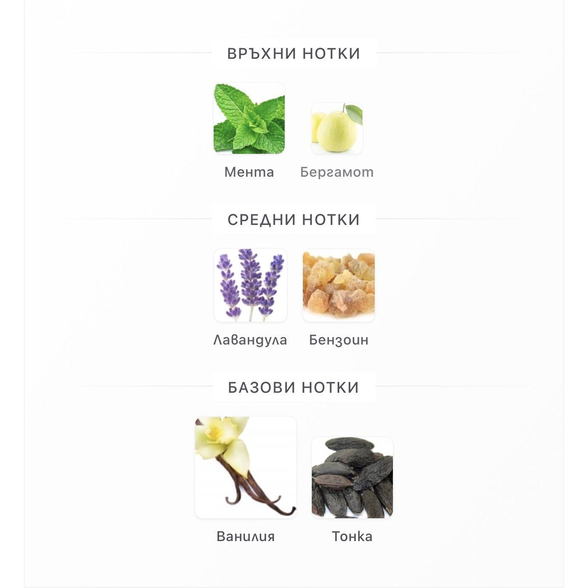Rayhaan Elixir EDP 100ml – Rayhaan, мъжки аромат, вдъхновен от Le Male Elixir, Aroma Viva